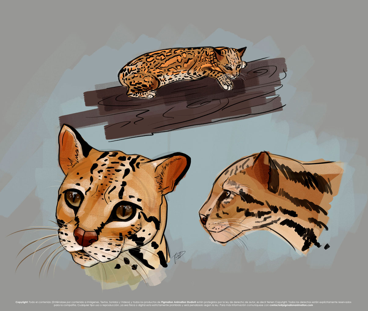 pigmalion animation studio